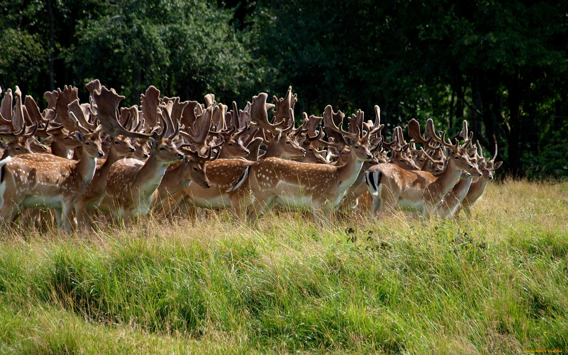 deer, stampede, , , 